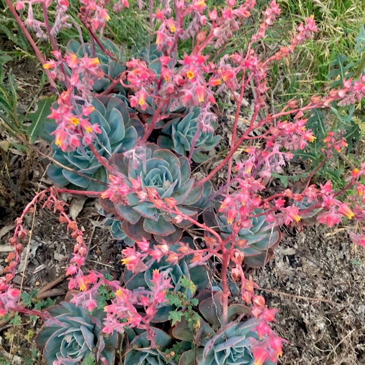 plant image 910833