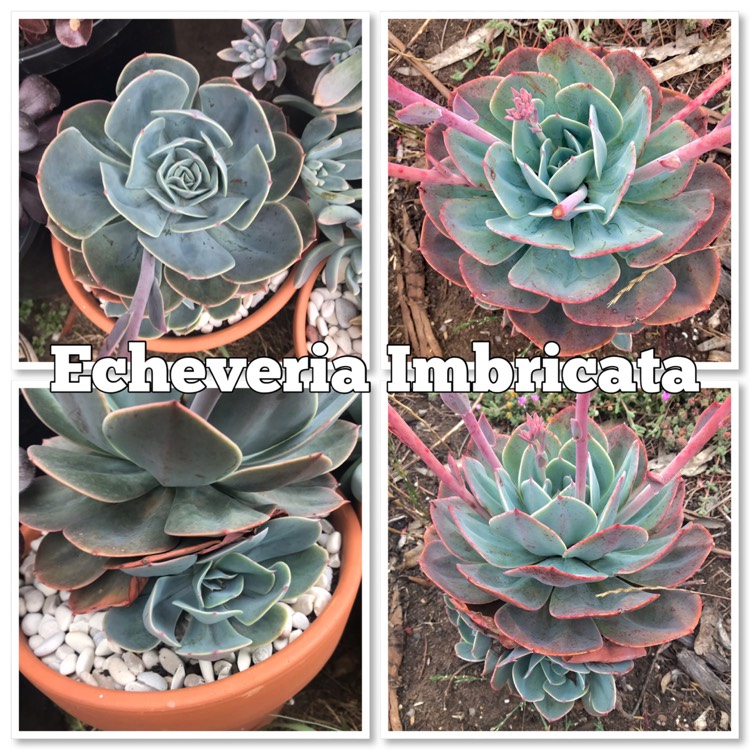 plant image 910834