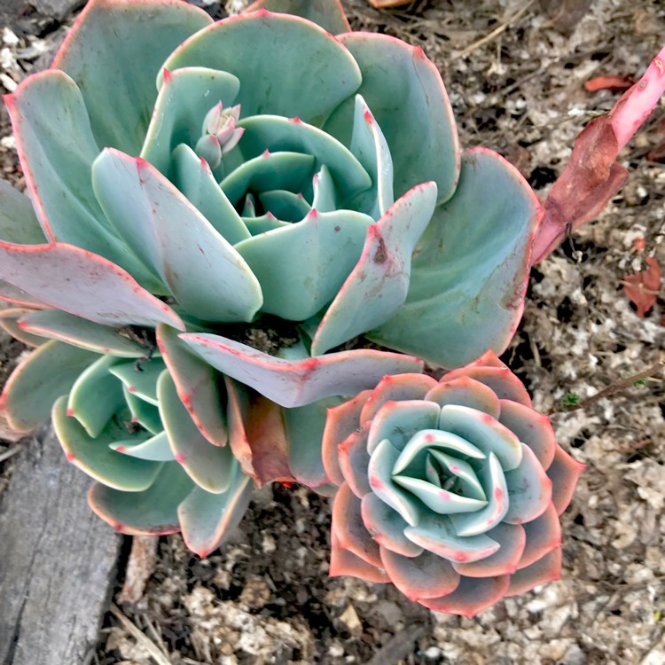 plant image 910836