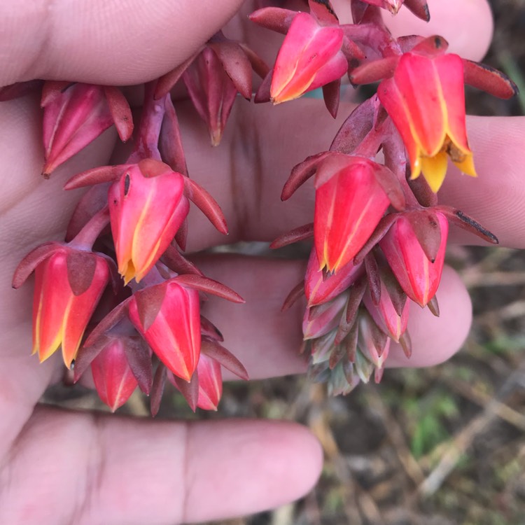 plant image 910840