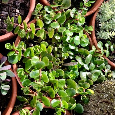Sedum Makinoi Ogon