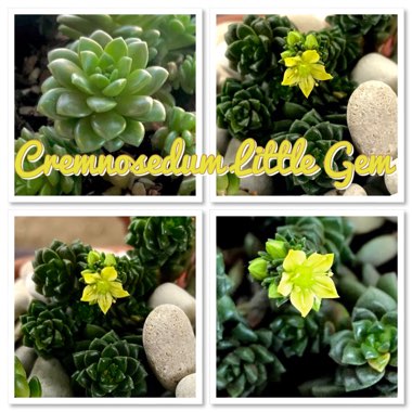 x Cremnosedum 'Little Gem'