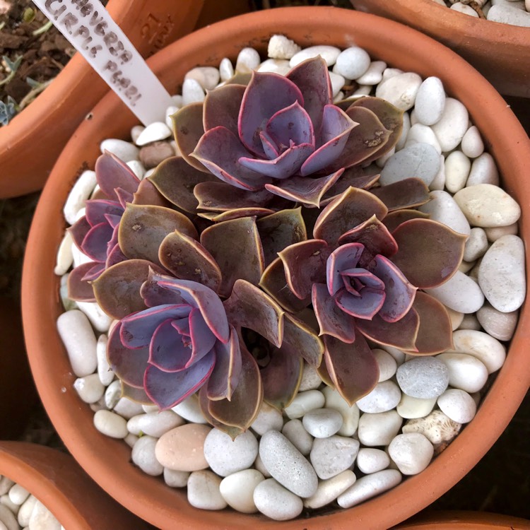 plant image 914100