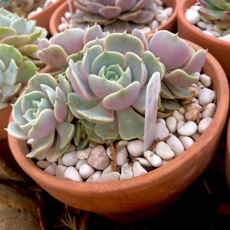plant image 914291
