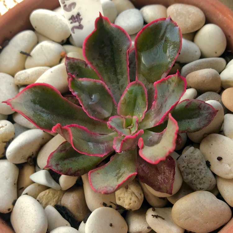 plant image 914542 plant image 914542