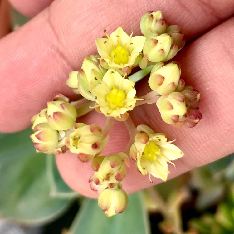 plant image 914919