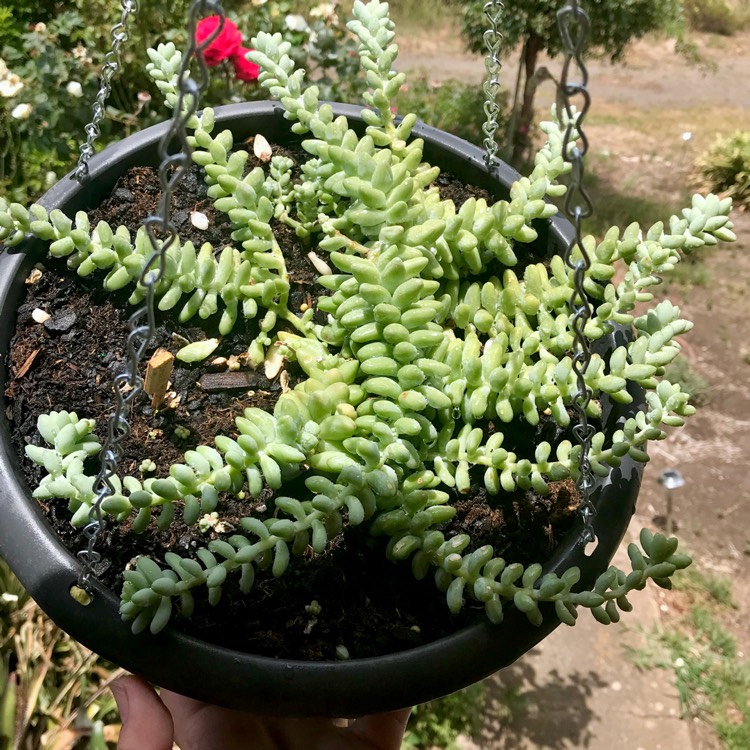 plant image 915038