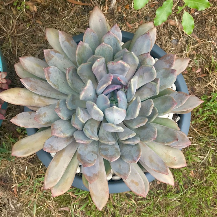 plant image 915225 plant image 915225