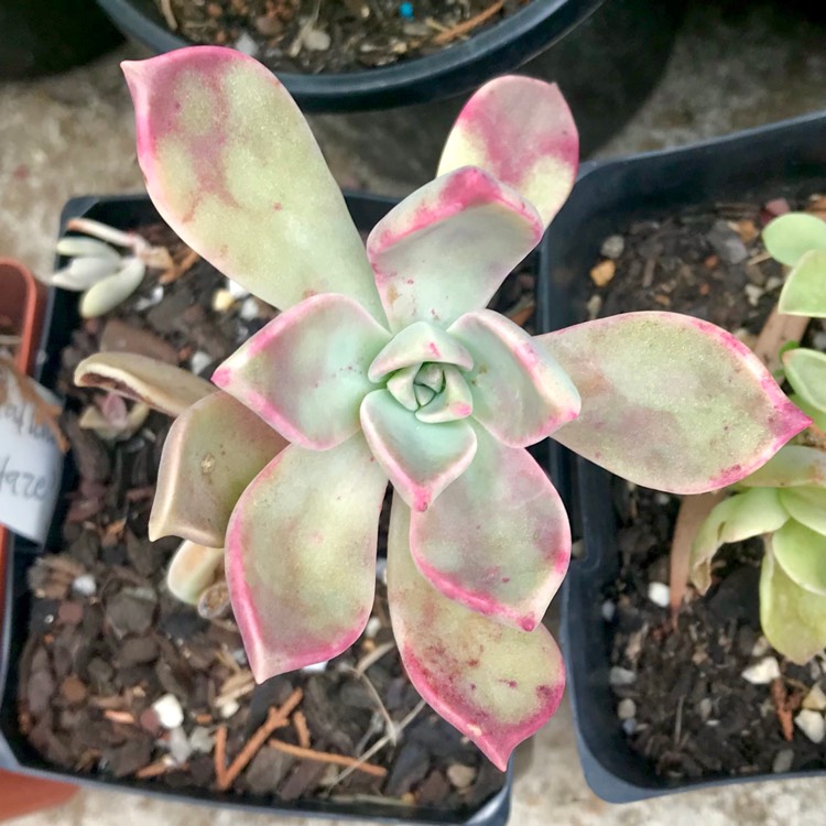 Plant image Graptopetalum Purple Haze