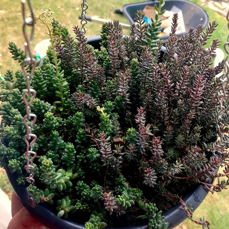 plant image 915986