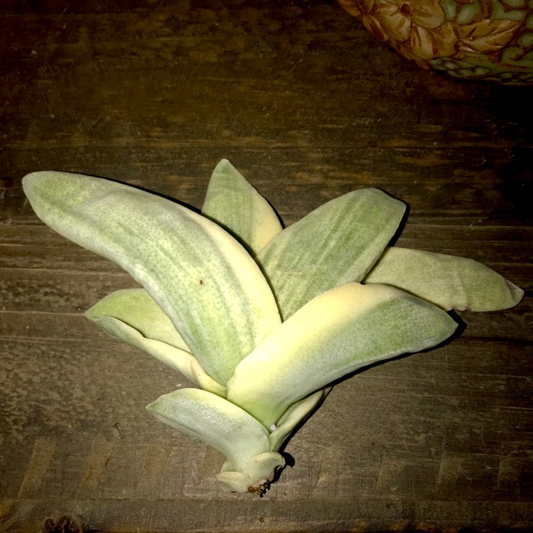 Plant image Crassula Perfoliata var.  Minor Variegata
