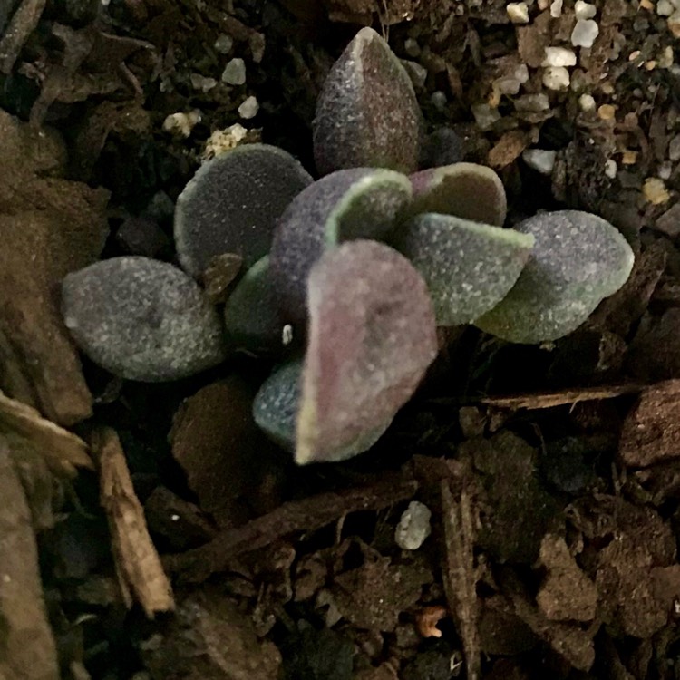 plant image 917933