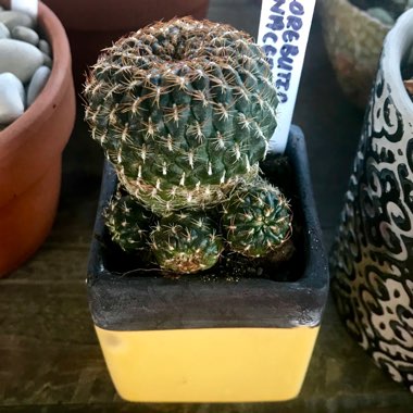 Rebutia arenacea syn. Sulcorebutia arenacea