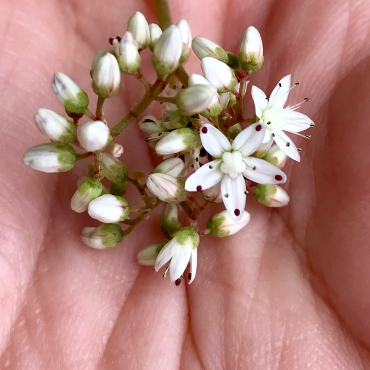 plant image 919477