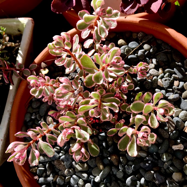Plant image Sedum Spurium Tricolor