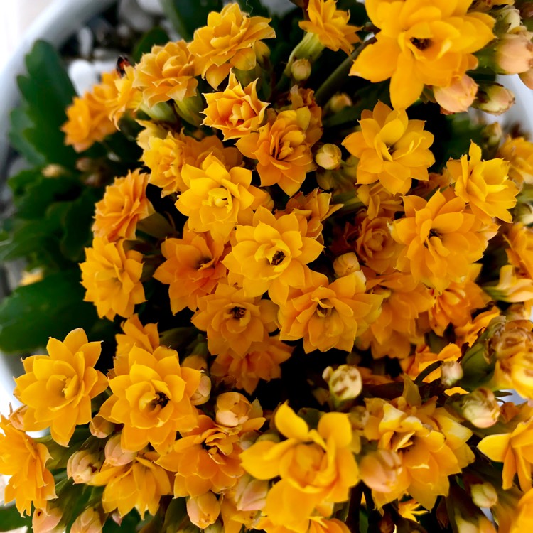 plant image 919822