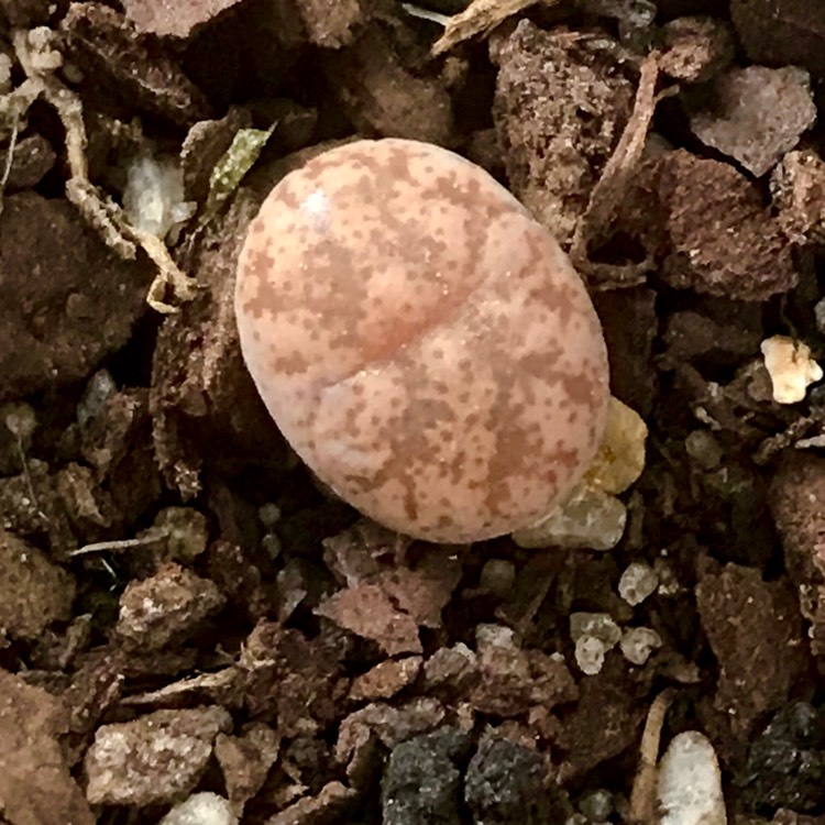 plant image 919958