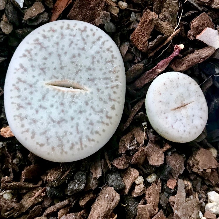 plant image 920237