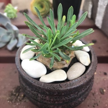 Euphorbia x japonica syn. Euphorbia cv. Cocklebur