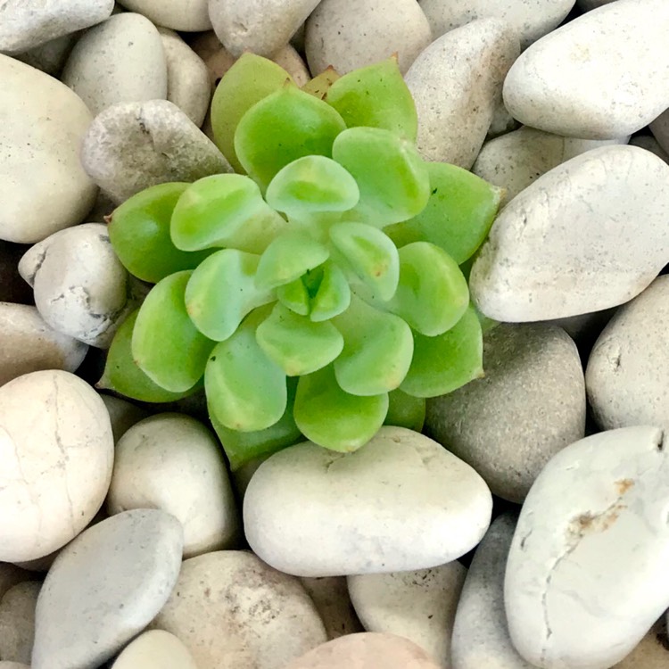 Plant image Echeveria Derena
