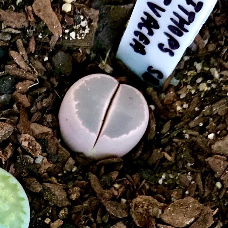 plant image 921108