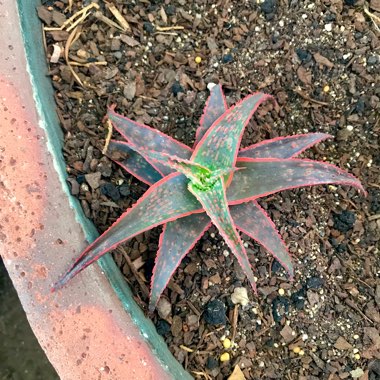 Aloe 'Christmas Carol'