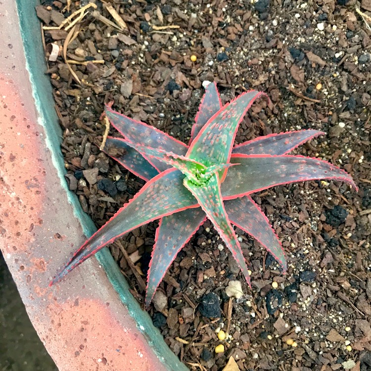 Plant image Aloe 'Christmas Carol'