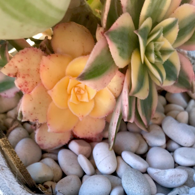 plant image 921683