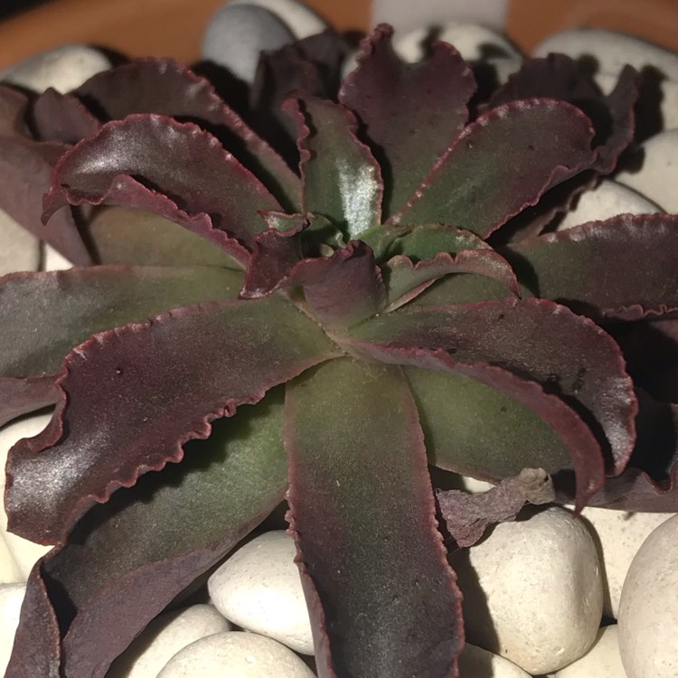 plant image 921688