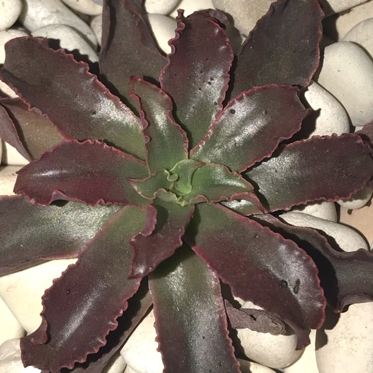 Plant image Echeveria Minas