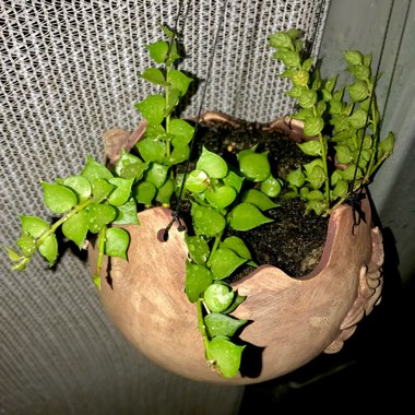Dischidia ruscifolia