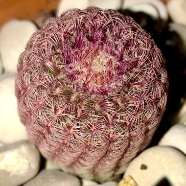 Echinocereus pectinatus rubispinus