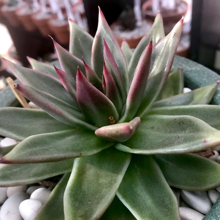 Plant image Echeveria Agavoides Gaya