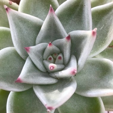 Echeveria Agavoides Sirius