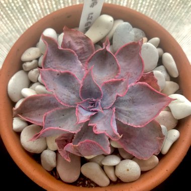 Echeveria Morning Light