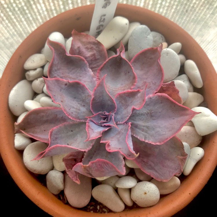 Plant image Echeveria Morning Light
