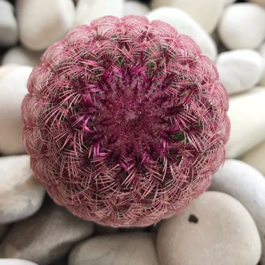 Echinocereus pectinatus rubispinus