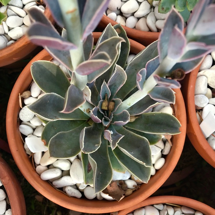 plant image 923138 plant image 923138