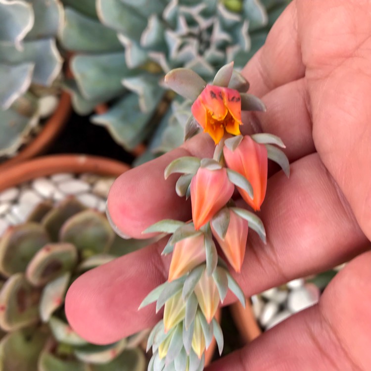 plant image 923141