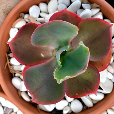 Echeveria Strawberry Paddle