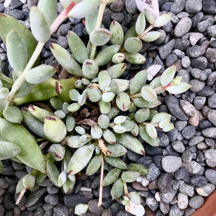 plant image 923391 plant image 923391