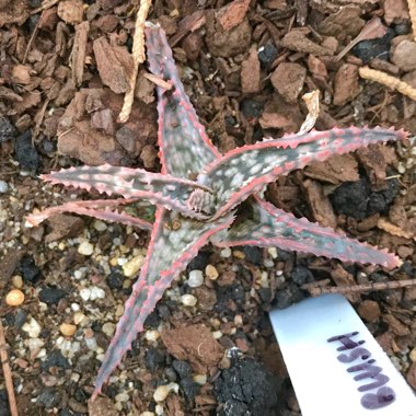 Aloe hybrid 'Pink Blush'