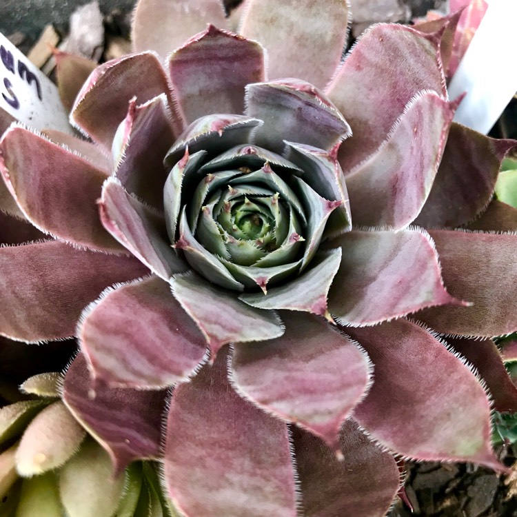 plant image 923532