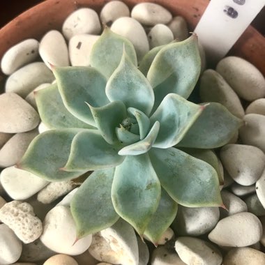 Echeveria Paloma