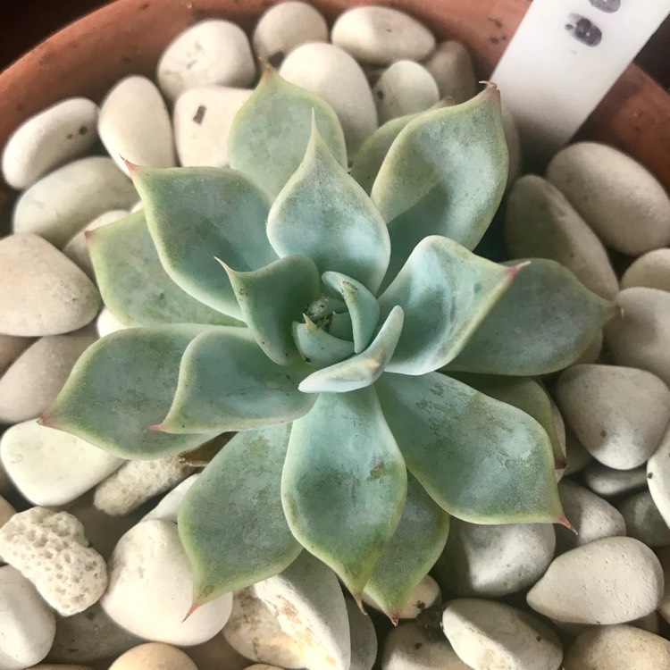Plant image Echeveria Paloma