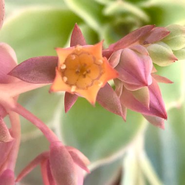 Echeveria Golden Glow