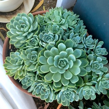 Echeveria Elegans