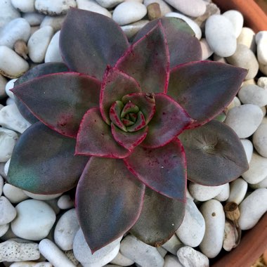 Echeveria Grammut
