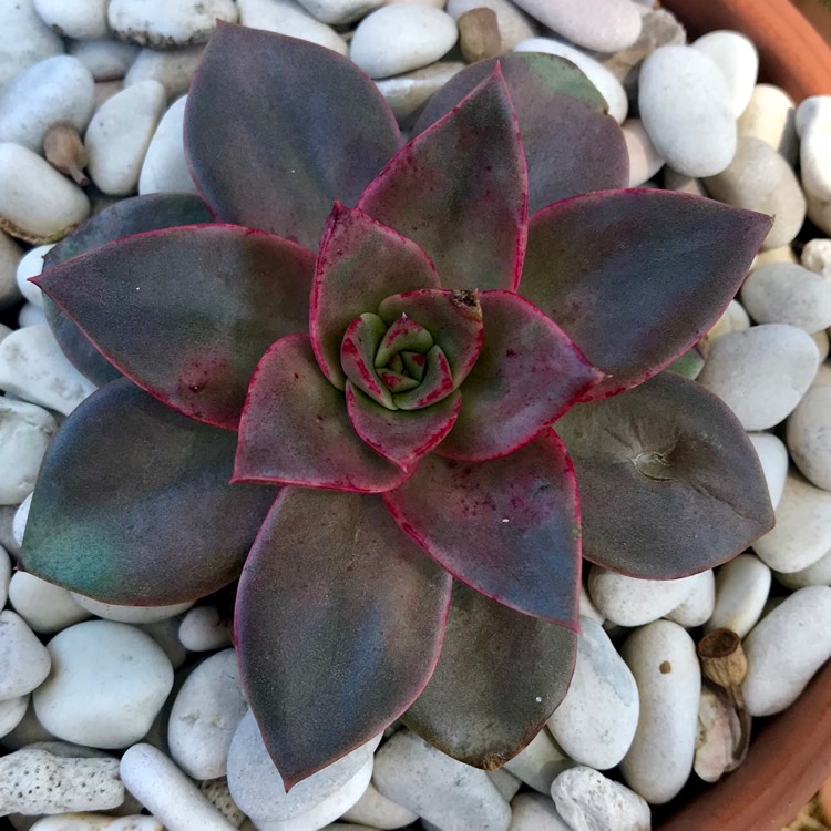 plant image 925131