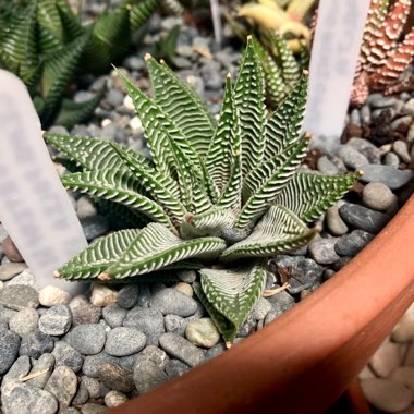 Haworthiopsis Limifolia var. Sriata